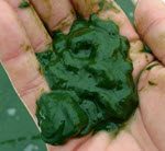 spirulina harvesting gear