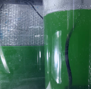 live spirulina mother culture starter seed for spirulina cultivation